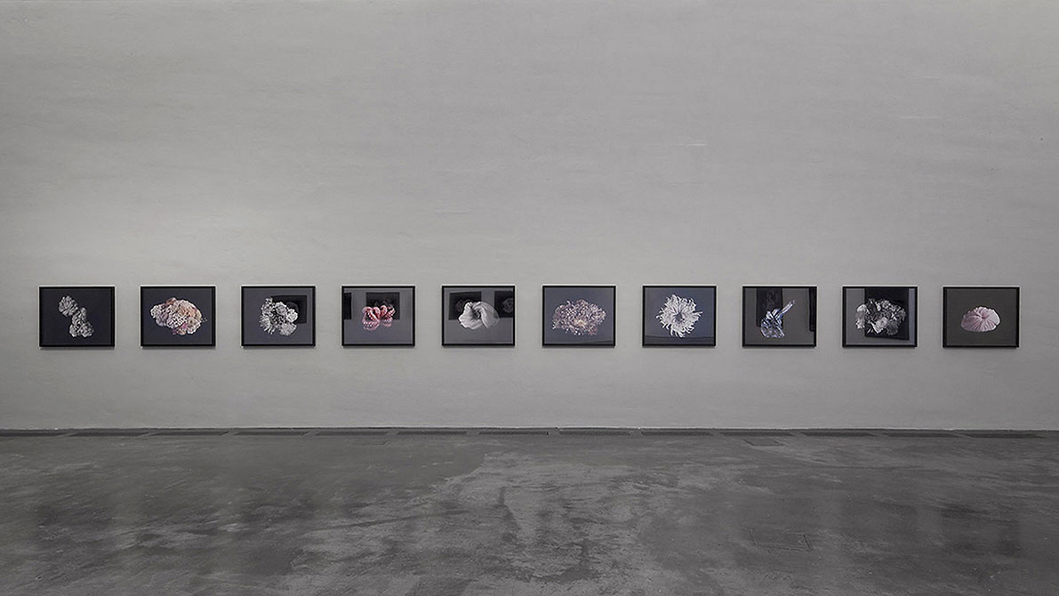 Exhibition view, 5th floor, photographs from the series Excess and Ascesis, 2010
