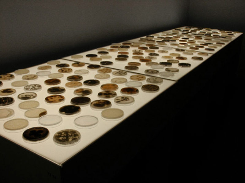 Light table with petri dishes, mould and bacteria